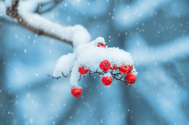istock Frozen Rowan berries on a blurred background 1085189858