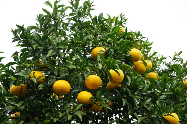istock Orange fruits and orange trees 1085193724