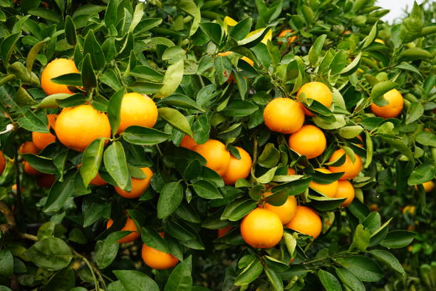 frutas laranja e laranjeiras - tangerine citrus fruit organic orange - fotografias e filmes do acervo