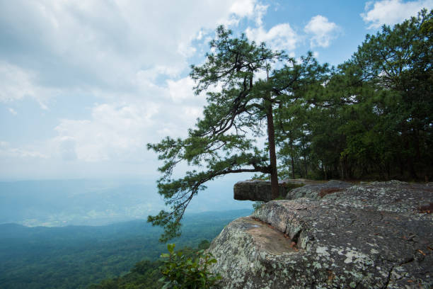 istock pine tree cliff Pha Lomsak at Phu Kradueng national park  Loei Thailand 1085193940