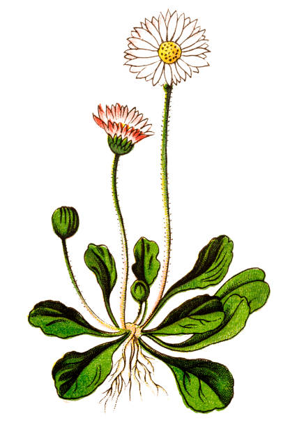 illustrations, cliparts, dessins animés et icônes de bellis perennis, commune daisy, daisy pelouse ou anglais daisy - single flower flower marguerite white background