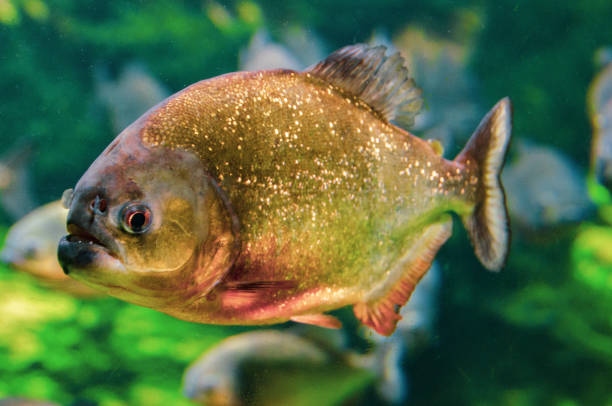 istock Close-up of a Piranha 1085196262