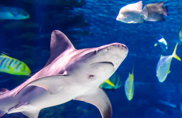 istock Closeup of Shark 1085196764