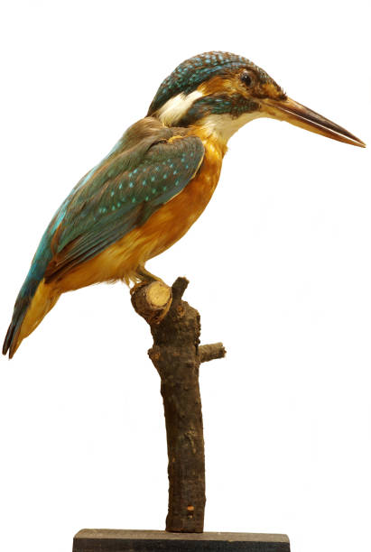 kingfisher taxidermy objects kingfisher taxidermy objects animals theme taxidermy stock pictures, royalty-free photos & images