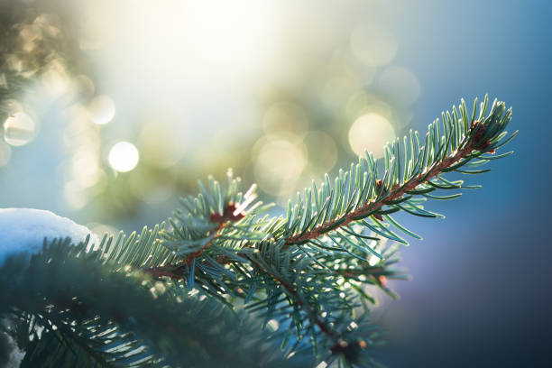 istock Blurry shot of pine tree with snow 1085197752