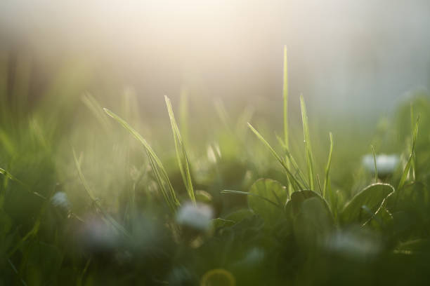 istock Morning in the field 1085197756