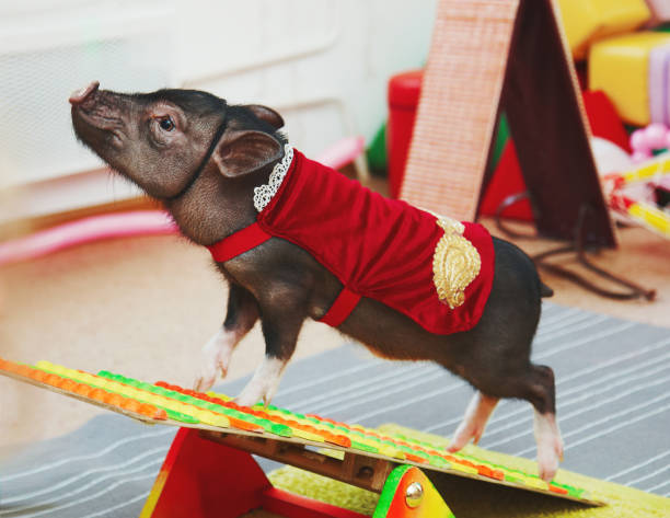 Small cute pig performance on kids birthday stock photo