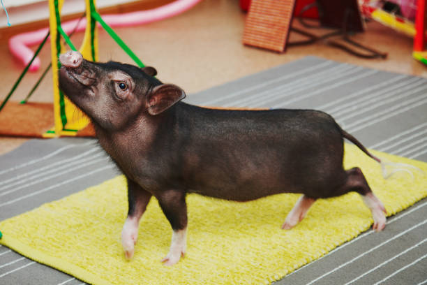 Small cute pig performance on kids birthday stock photo