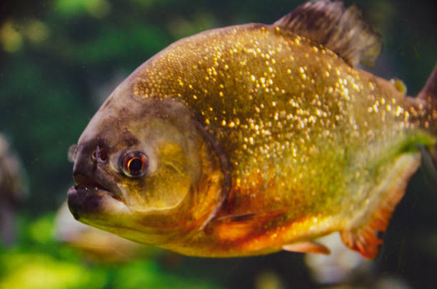istock Close-up of a Piranha 1085200092