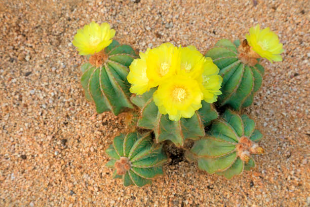 istock Cactus plants Notocactus magnificus in a garden 1085202056