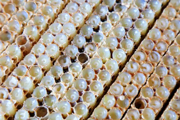 bee larvae in the nest, closeup of photo
