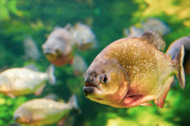 istock Close-up of a Piranha 1085202198