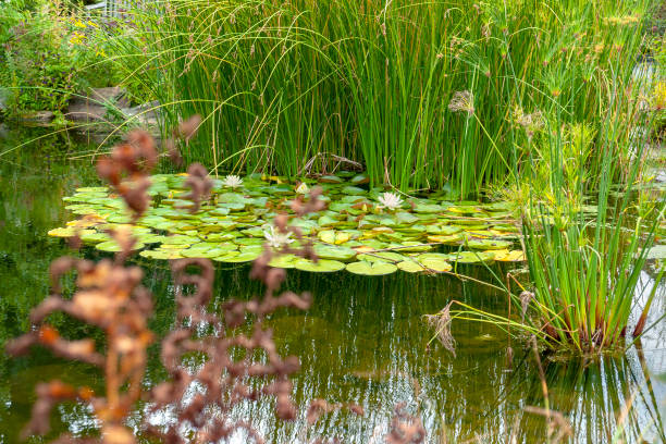 istock small lake with water lily plants 1085203118