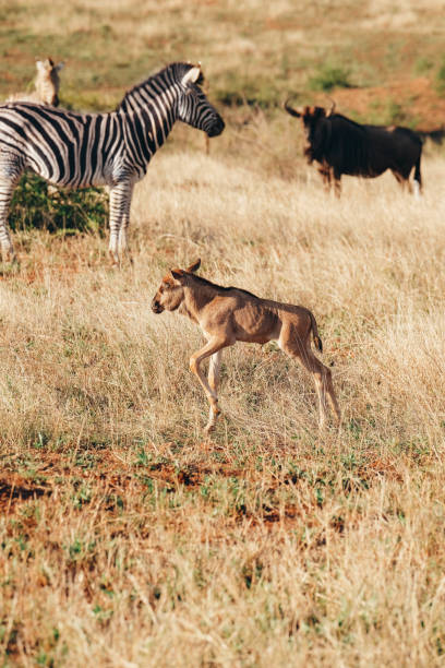 istock young wildebeest - kruger park - South Africa 1085204636