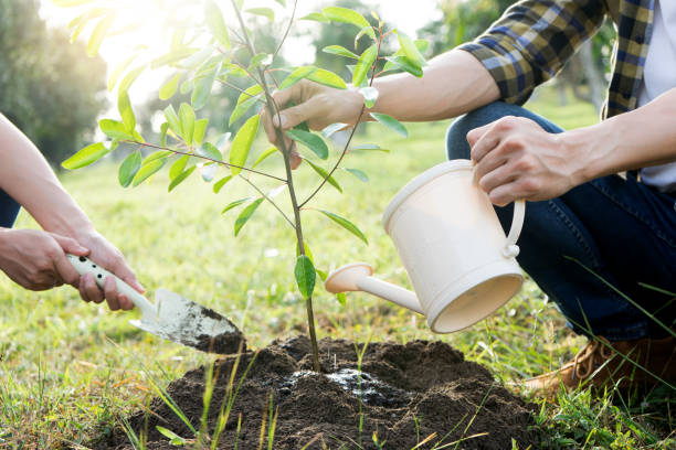 istock young man and woman plant a tree 1085204892