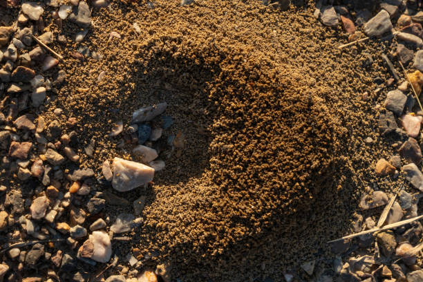 istock Ant's nest on the gravel 1085207280