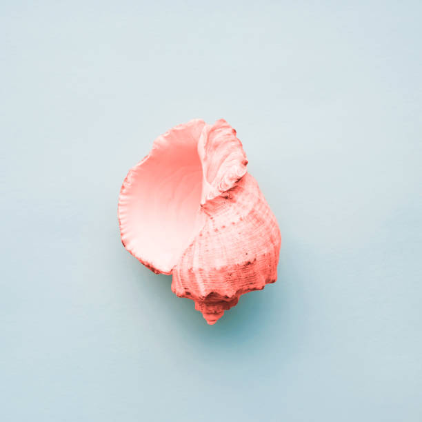 istock One conch toned in Coral color. 1085208482