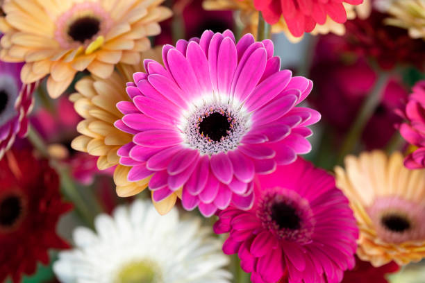 Mixed Gerberas pink yellow orange white and red. Bouquet Gerberas Mixed Gerberas pink yellow orange white and red. Bouquet Gerberas gerbera daisy stock pictures, royalty-free photos & images