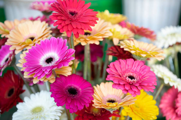 istock Mixed Gerberas pink yellow orange white and red. Bouquet Gerberas 1085211158