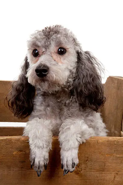 Photo of grey poodle dog in wooden crate