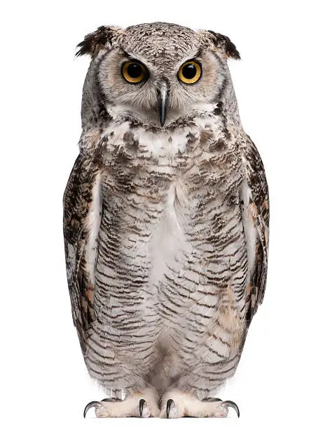 Great Horned Owl, Bubo Virginianus Subarcticus, in front of white background.
