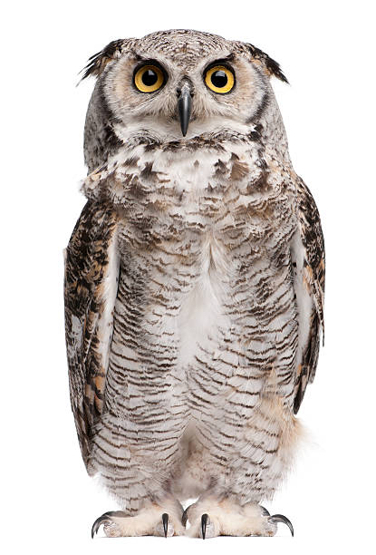 istock Front view of Great Horned Owl, standing and looking up. 108521211