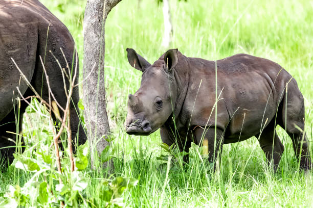 istock Baby White Rhino with mother 1085216546