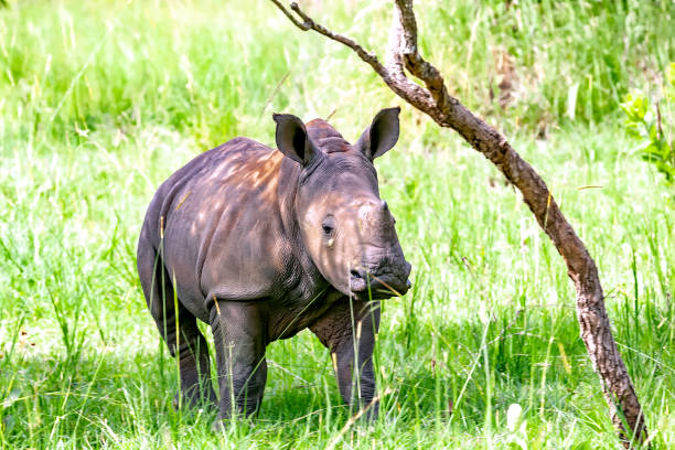 istock Baby White Rhino looking at camera 1085218956