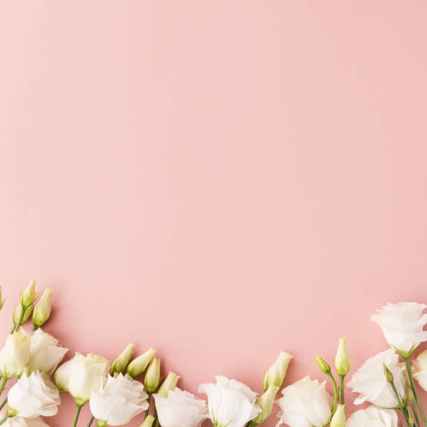 istock White flowers on pink background 1085220256