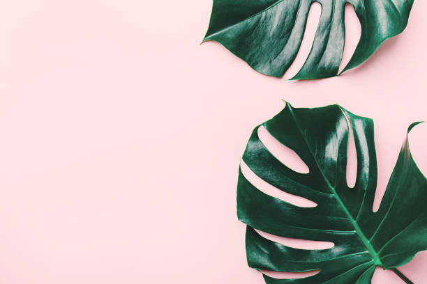 istock Monstera green leaves on pink 1085220728