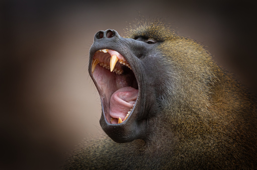 Close shot of a yawning hamadryas baboon (Papio hamadryas)