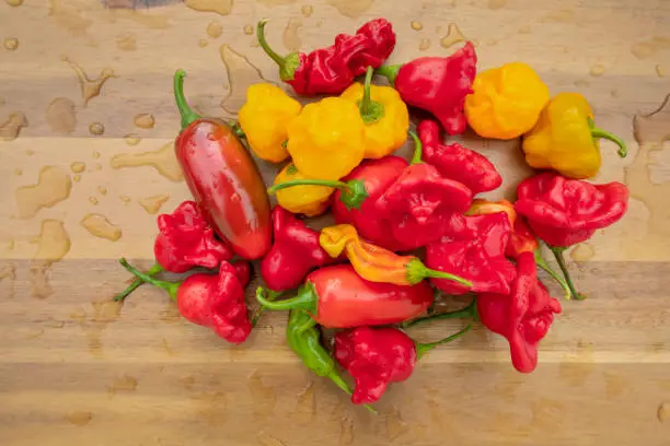 Close shot of wet colorful chili peppers on a wooden board.