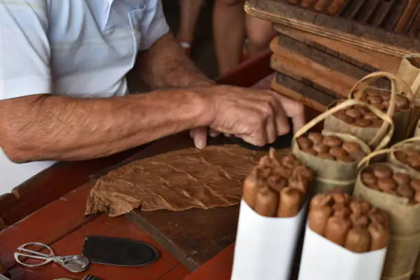 old man making a cuban cigar