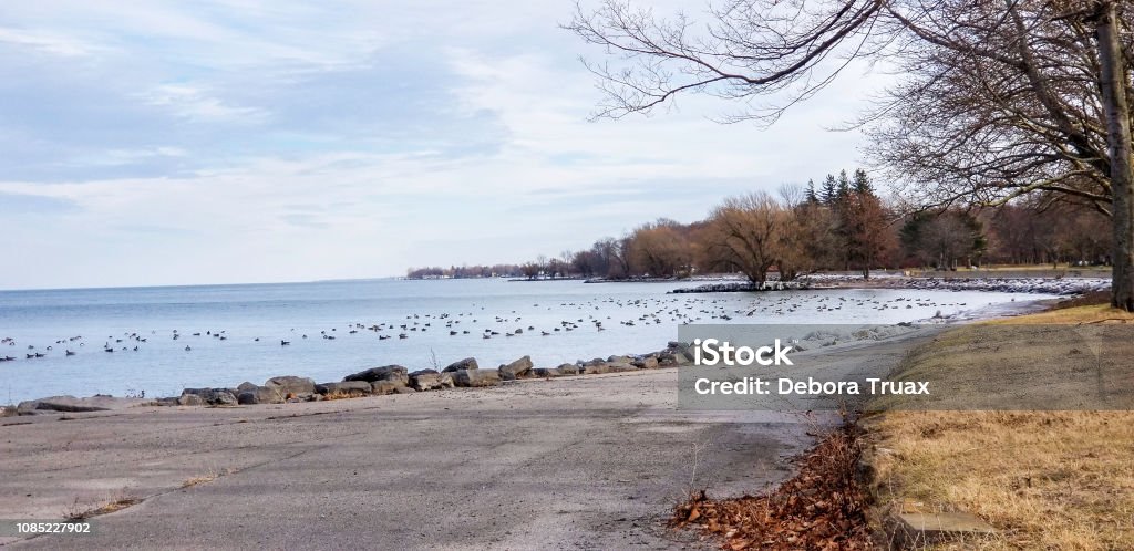 Lake Ontario shoreline in December Lake view of geese on the water Beach Stock Photo