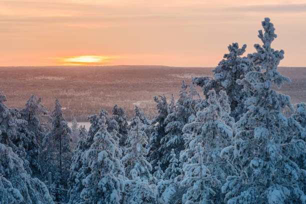 istock Winter pine trees with snow at sunset 1085236914