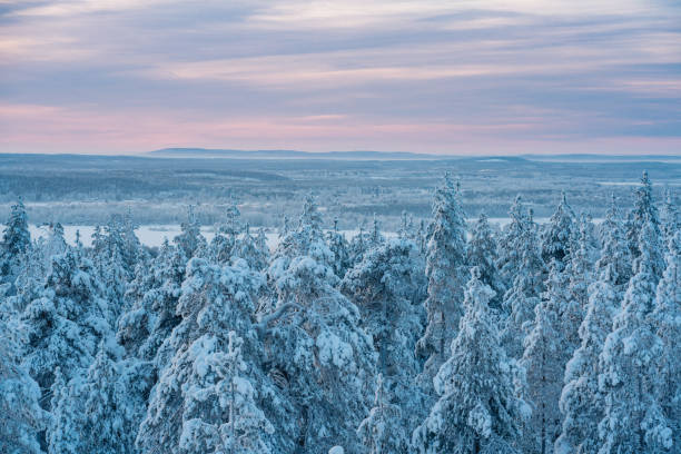 istock Pine wood forest in winter at sunset 1085236930