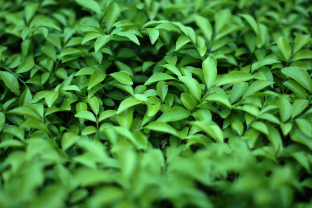 istock Blurry Vertical garden with tropical green leaf, contrast 1085237438