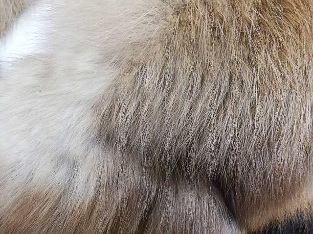 istock Background texture soft natural fur, . Close-up, selective focus, side view, copy space. 1085239538