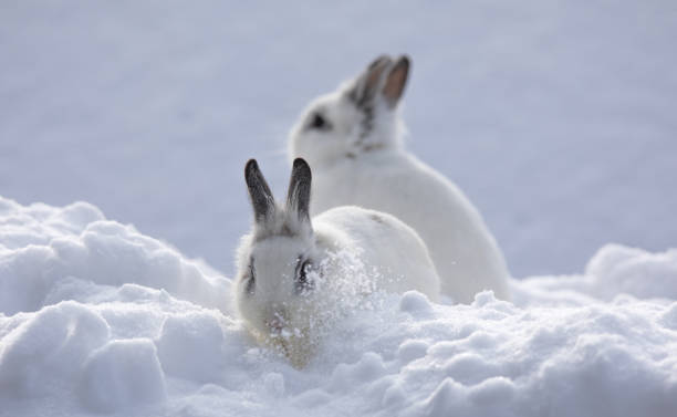 istock white rabbits in the snow,bunny in winter,white hare 1085241120