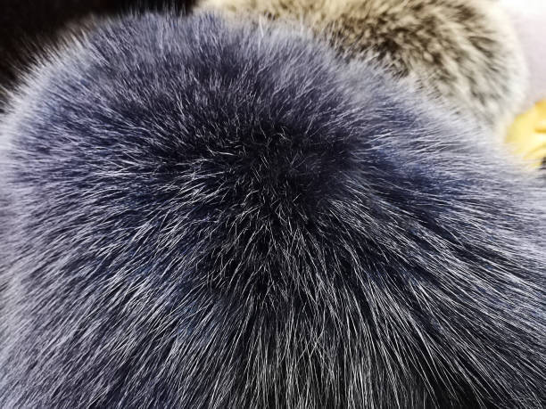 istock Background texture soft natural fur, . Close-up, selective focus, side view, copy space. 1085241388