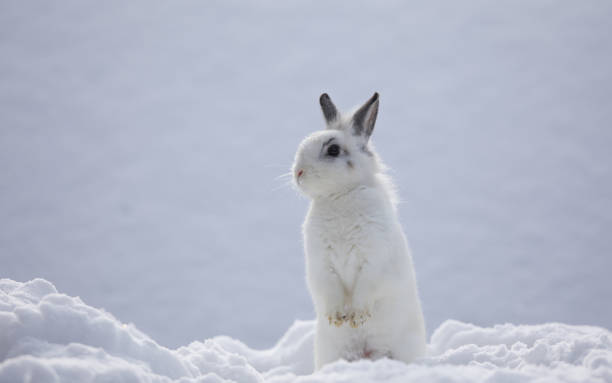istock white rabbits in the snow,bunny in winter,white hare 1085241446