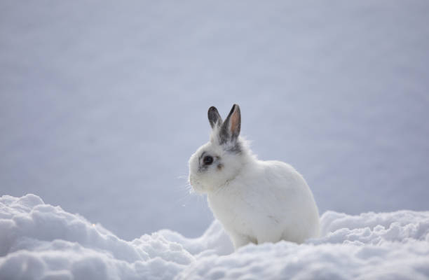 istock white rabbits in the snow,bunny in winter,white hare 1085241574
