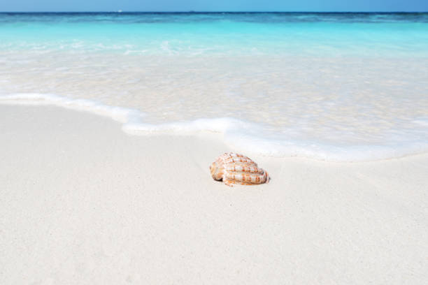 istock Summer Beach Seashell And Tropical Sea Background 1085241586