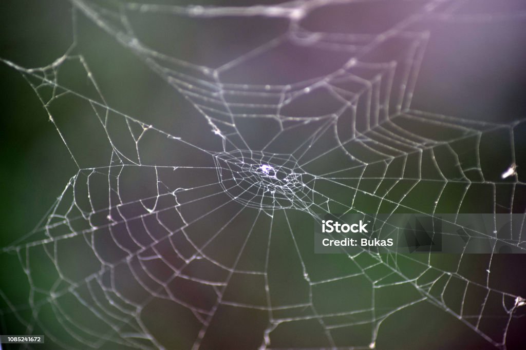 Spider Thread Pattern Spiderbound Pattern Of Tangled Threads Stock Photo - Download Image Now ...