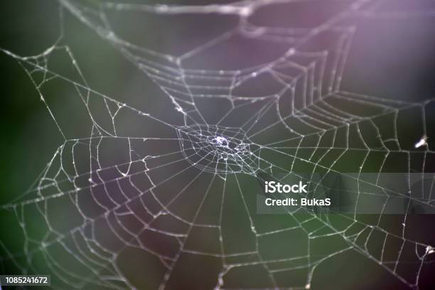 Spider Thread Pattern Spiderbound Pattern Of Tangled Threads Stock Photo - Download Image Now ...