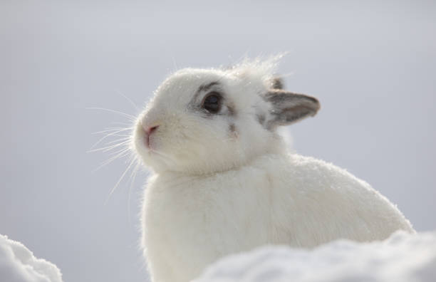 istock white rabbits in the snow,bunny in winter,white hare 1085241744