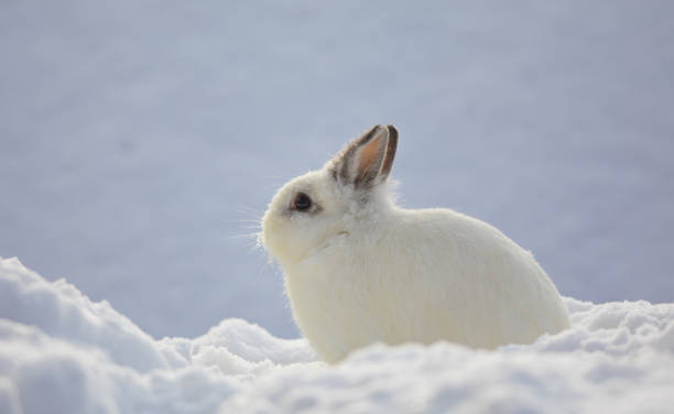 istock white rabbits in the snow,bunny in winter,white hare 1085242944