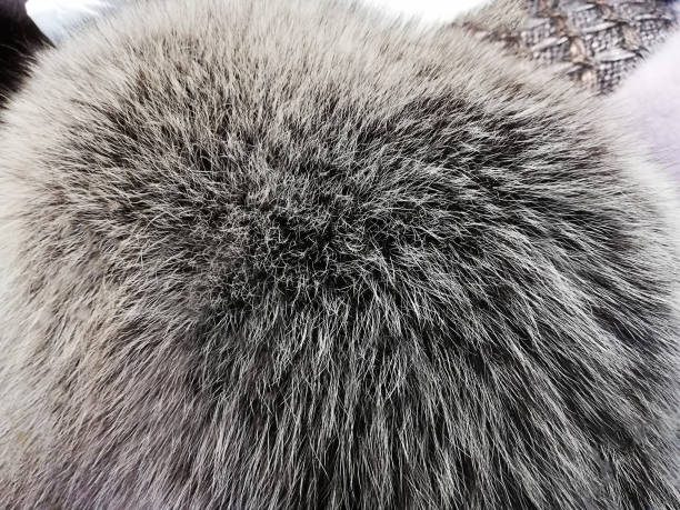istock Background texture soft natural fur, . Close-up, selective focus, side view, copy space. 1085243002