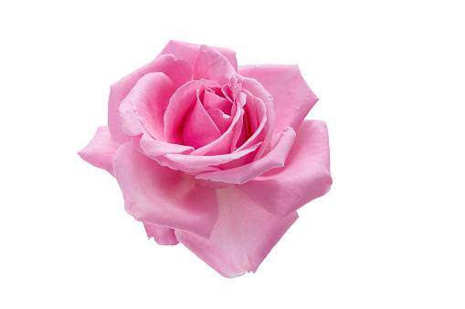 Pink rose flower isolated on white background with clipping path, close-up