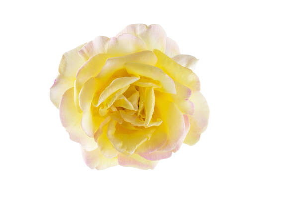 istock Single yellow pink rose flower head isolated on white background, top view 1085243132